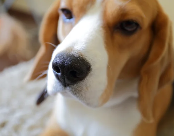 Beagle dog nose, sad beagle on the capet