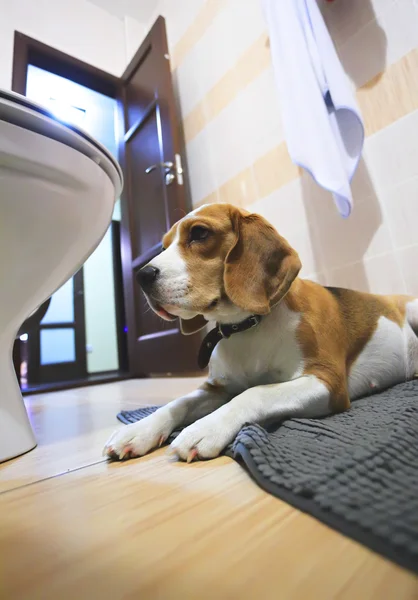 Sad beagle dog laying on a carpet in the bathroom