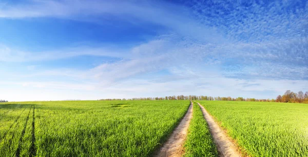 Road in a green field on sunny summer day