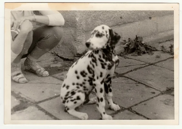 Retro photo shows girl with dog. Black & white vintage photography.
