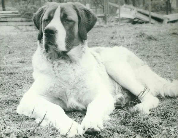 Retro photo shows dog. Vintage black & white photography.