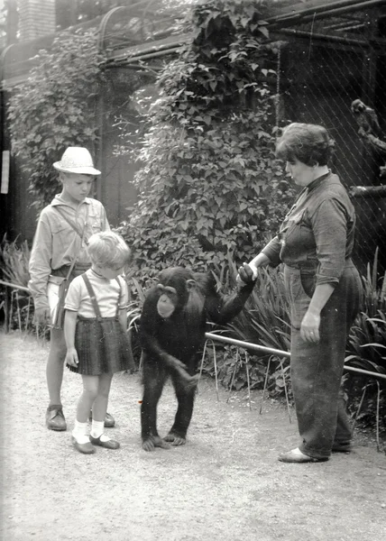 Retro photo shows chimpanzee and ZOO keeper with children. Black & white vintage photography