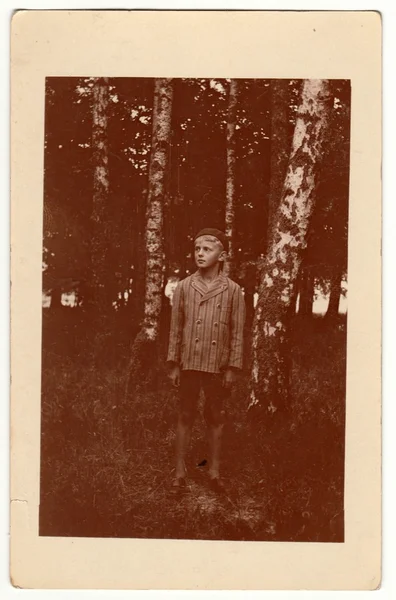 Vintage photo shows boy stands in the forest. Silver birches are one the background. Retro black & white photography.