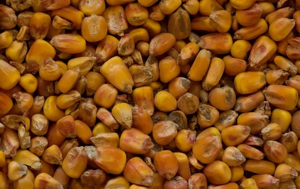 Corn (Indian corn) grains closeup. Maize grains  background. Macro image can be used as background. Harvested corn with dirt.