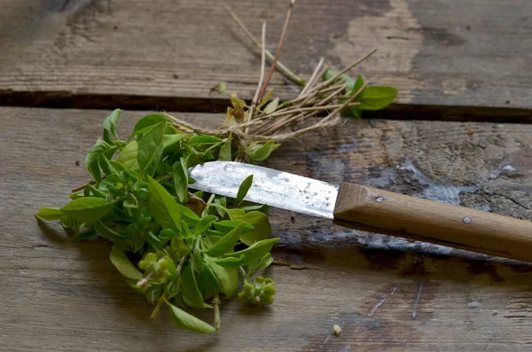 Bunch of basil with vintage special knife for cutting herbs.