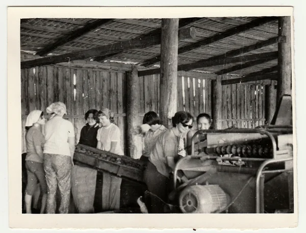 Vintage photo shows women work on a farm. They work at the sorting machine (sort potatoes).