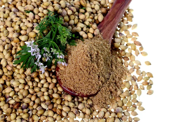 Coriander seeds, Fresh Coriander and Powdered coriander isolated on white background.