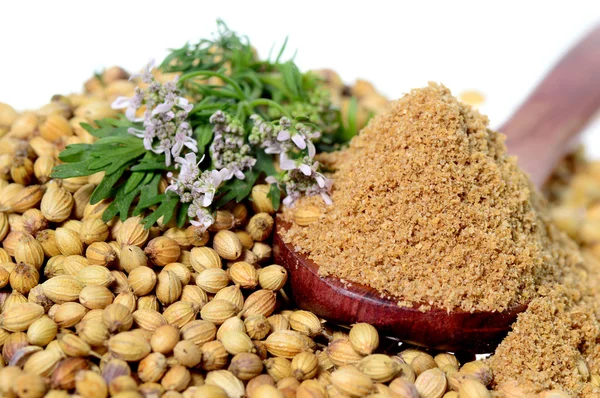 Coriander seeds, Fresh Coriander and Powdered coriander isolated on white background.