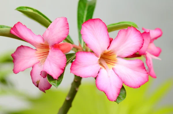 Floral background. Close up of Tropical flower Pink Adenium. Desert rose on green background.