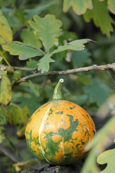 Pumpkin and oak leaves - symbols of Halloween