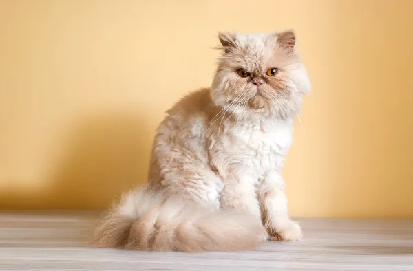 Persian Cat on the Desk