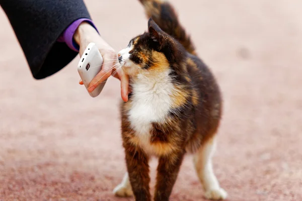 Female hands petting a smiling cat outdoors  in a sunny morning