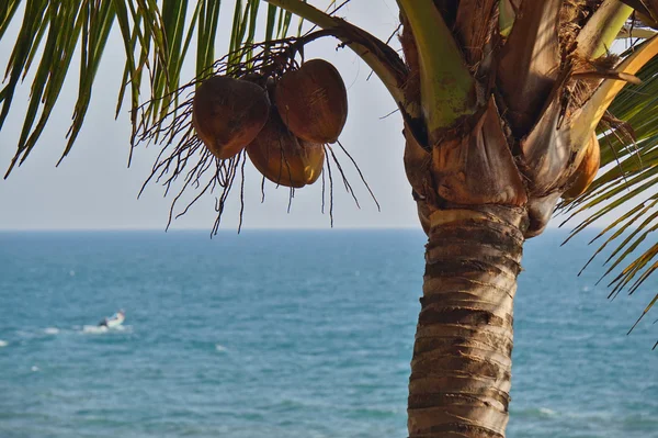 Walnut, coconut  ,beach and palm trees, , beach,
