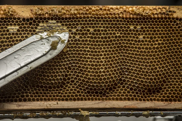 A beekeeper removes the beeswax to release the honey