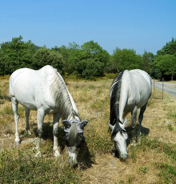 Two white horses graze grass