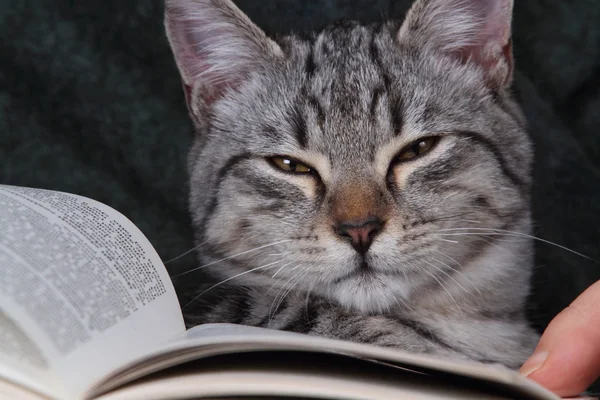 Cat reading a book on her arms
