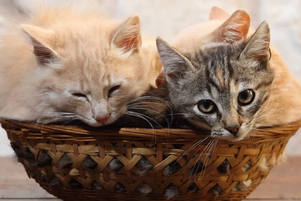 Kittens in the basket crouched