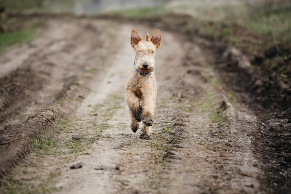 Wet and dirty dog running along a country road