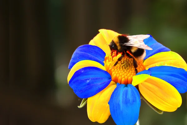 Bee on flower