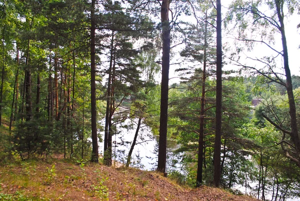 Sunny Day In Summer Forest. Russian Nature