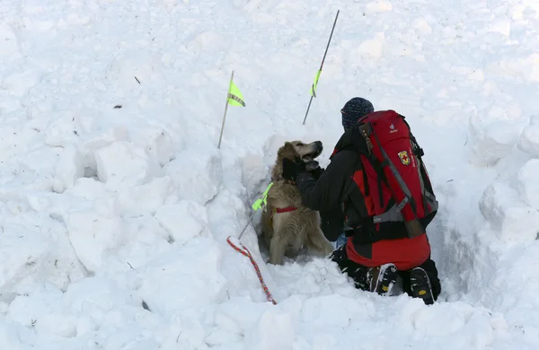 Rescuer and his service dog at Mountain Rescue Service at Bulgarian Red Cross is rescuing a buried by an avalanche tourist in a training course, Vitosha mountains, Bulgaria, January 28, 2016.