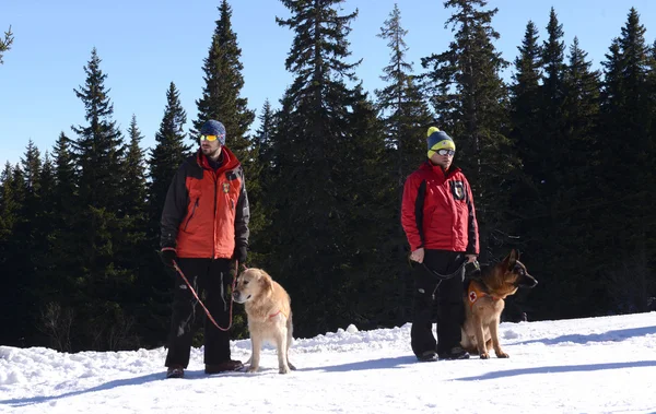 Rescuer and his service dog at Mountain Rescue Service at Bulgarian Red Cross is rescuing a buried by an avalanche tourist in a training course, Vitosha mountains, Bulgaria, January 28, 2016.