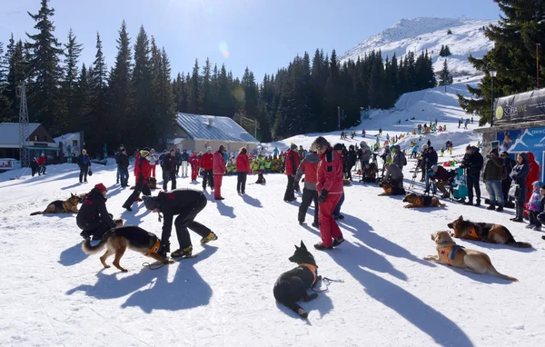 Rescuer and his service dog at Mountain Rescue Service at Bulgarian Red Cross is rescuing a buried by an avalanche tourist in a training course, Vitosha mountains, Bulgaria, January 28, 2016.