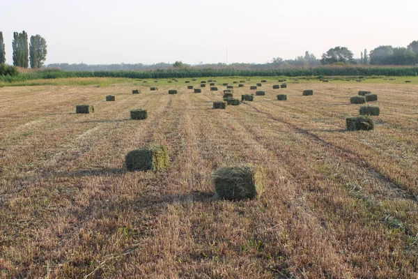 Hayfield with bales of hay