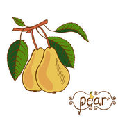 Similar vectors to 95500338 Two ripe pears