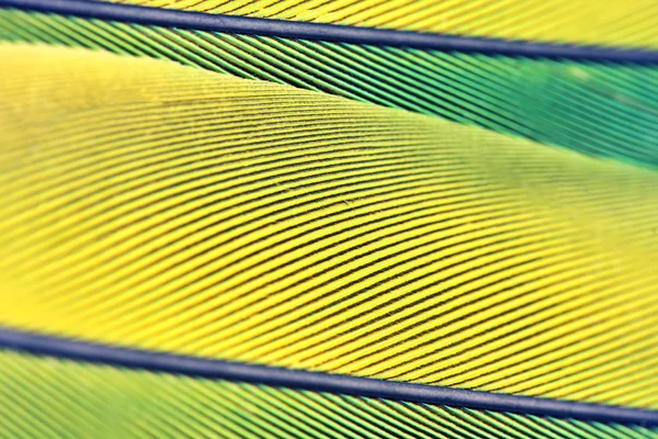 Close up macro photo of parrots feather