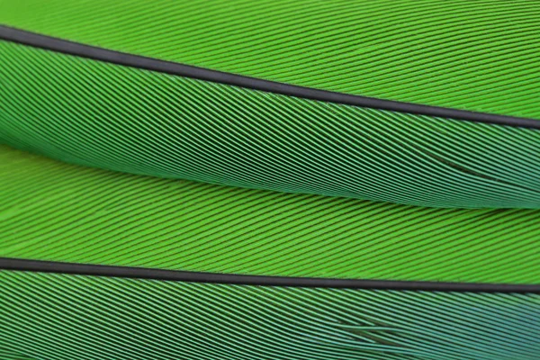 Close up macro photo of parrots feather