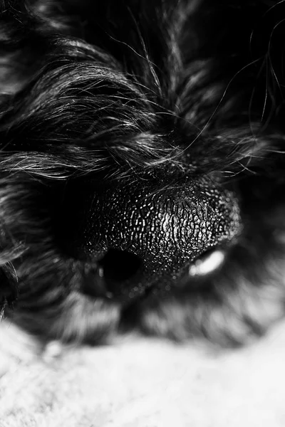 Dogs nose close up