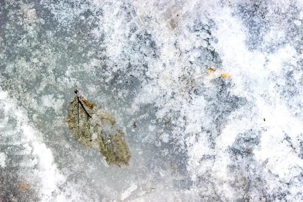 Ice patterns with frozen autumn leaf. Fallen leaf covered ice.