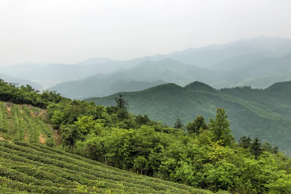 Sunset tea Mountains china