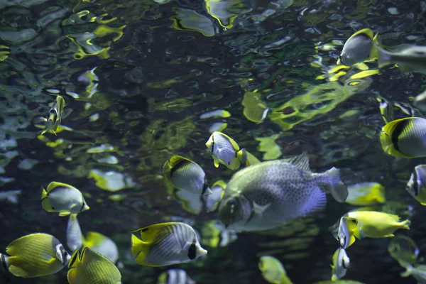 School of fish swimming in the sea floor