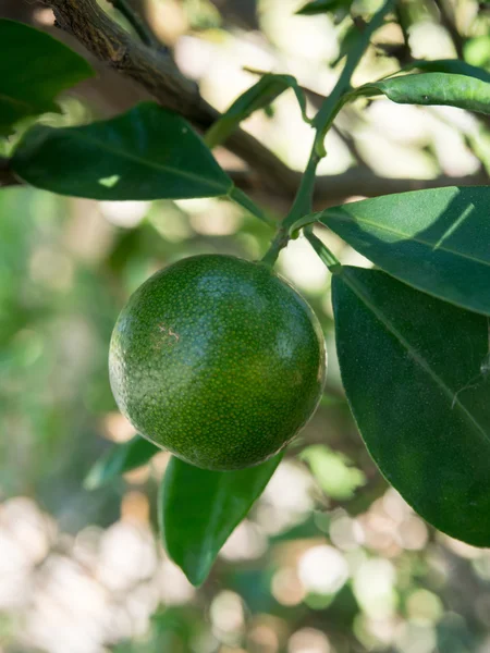 Small green fresh orange on the tree.