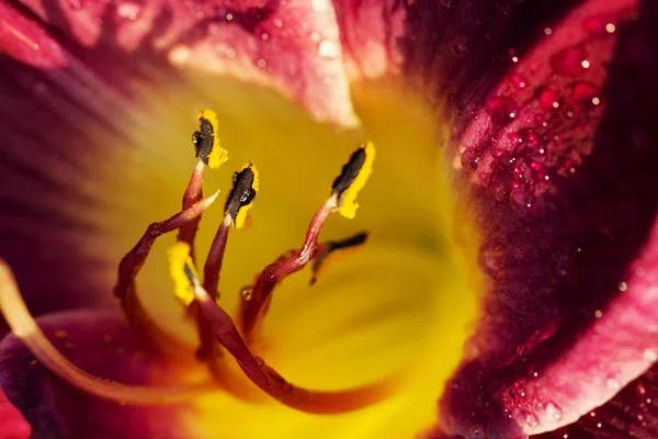 Close up Detail of a Lily. day lily in water drop. wet red-yello