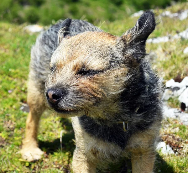 Border terrier dog in the wind