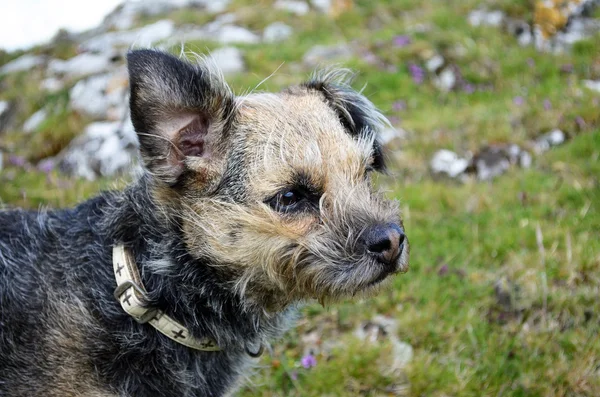 Border terrier dog