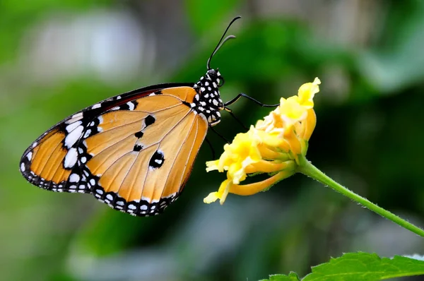 A Plain Tiger butterfly sucks on nectar in the butterfly gardens.