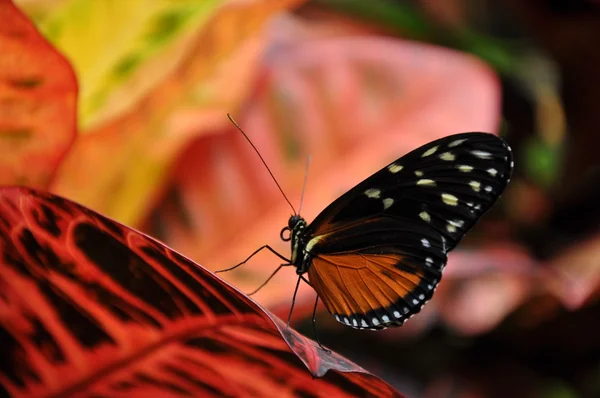 Golden Helicon butterfly feeds in the butterfly gardens.