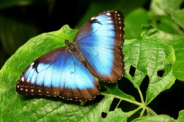 Blue Morpho butterfly lands in the gardens.