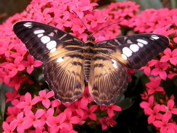 Brown Clipper butterfly lands in the butterfly gardens.