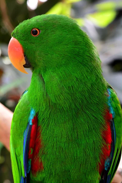 An Eclectus Parrot portrait.