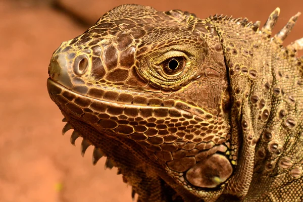 Green Iguana portrait.