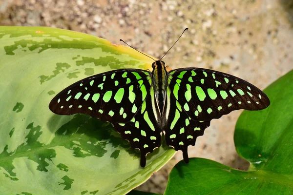 Tailed Jay butterfly lands in the gardens.