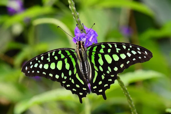 Tailed Jay butterfly lands in the gardens.