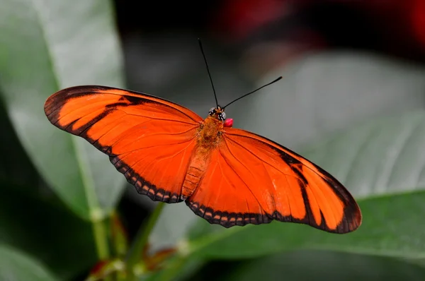 Orange Julia butterfly