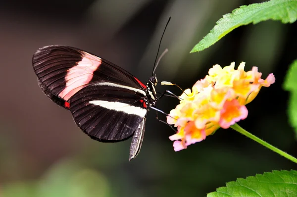 Postman butterfly in the gardens