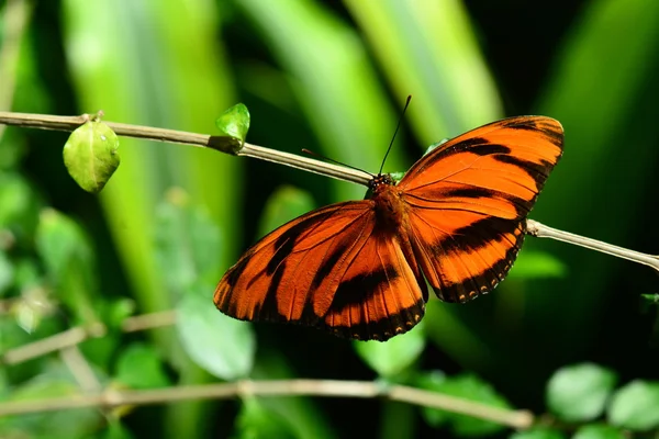 Tiger long wing butterfly